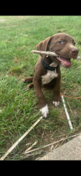 Lost Male Dog last seen Spur 164, Tyler, TX 75709