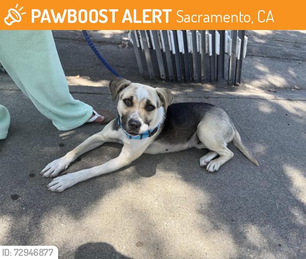 Found/Stray Female Dog last seen Deergleen , Sacramento, CA 95823
