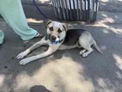 Found/Stray Female Dog last seen Deergleen , Sacramento, CA 95823