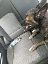 Reunited Female Dog last seen E Calhoun , Temple, TX 76501