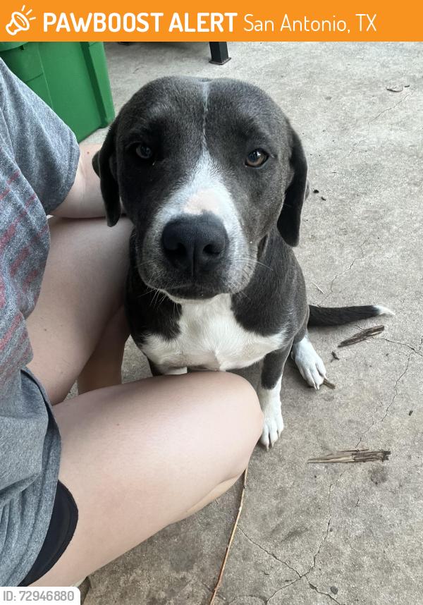 Found/Stray Female Dog last seen Willowwood blvd , San Antonio, TX 78219