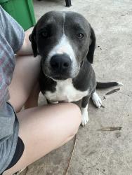 Found/Stray Female Dog last seen Willowwood blvd , San Antonio, TX 78219
