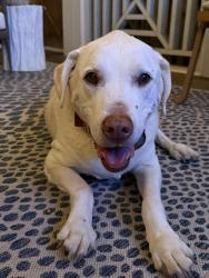Reunited Female Dog last seen Elinor Street , Chattanooga, TN 37405