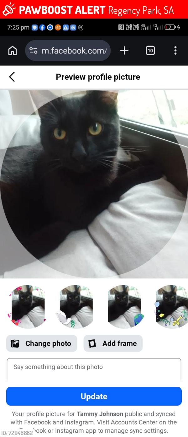 Lost Male Cat last seen Tavern, Regency Park, SA 5010