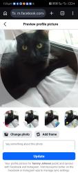 Lost Male Cat last seen Tavern, Regency Park, SA 5010