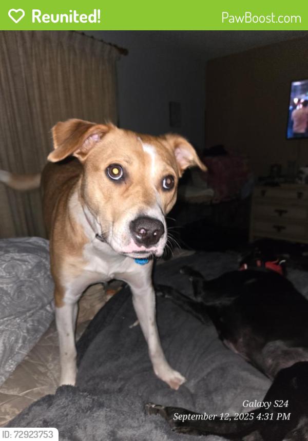 Reunited Female Dog last seen Old Bainbridge/High Road/Tamberlane, Tallahassee, FL 32303