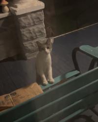 Found/Stray Unknown Cat last seen Franklin and Hopkins, Lakewood, OH 44107