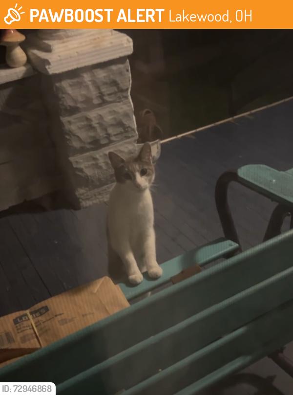 Found/Stray Unknown Cat last seen Franklin and Hopkins, Lakewood, OH 44107