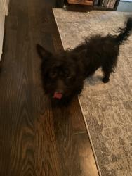 Found/Stray Male Dog last seen Taft & Fairview, Houston, TX 77006