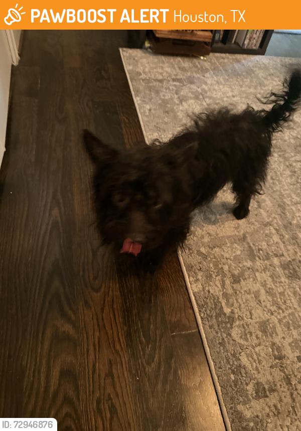 Found/Stray Male Dog last seen Taft & Fairview, Houston, TX 77006