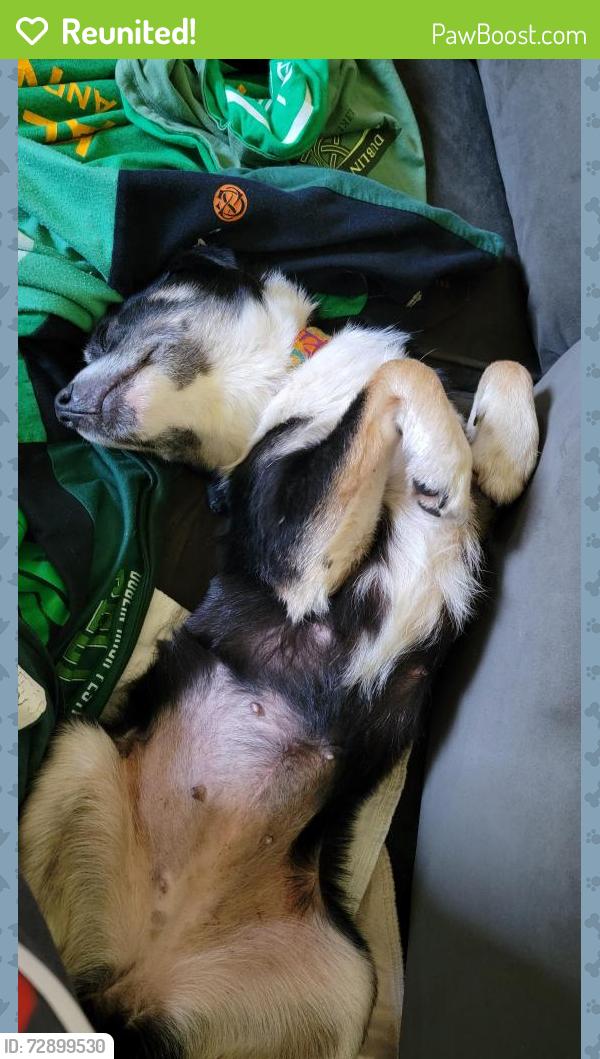 Reunited Female Dog last seen East 32nd and Bird Drive, Erie, PA 16510