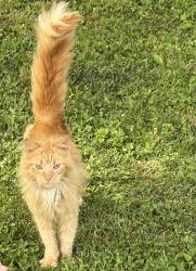 Found/Stray Unknown Cat last seen Nebo Rd & Sarasota Dr, Yorktown, IN 47396