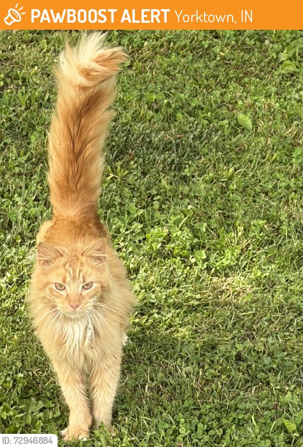 Found/Stray Unknown Cat last seen Nebo Rd & Sarasota Dr, Yorktown, IN 47396