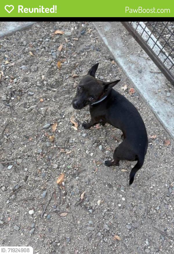 Reunited Male Dog last seen Barkleyville , Stockton, CA 95207