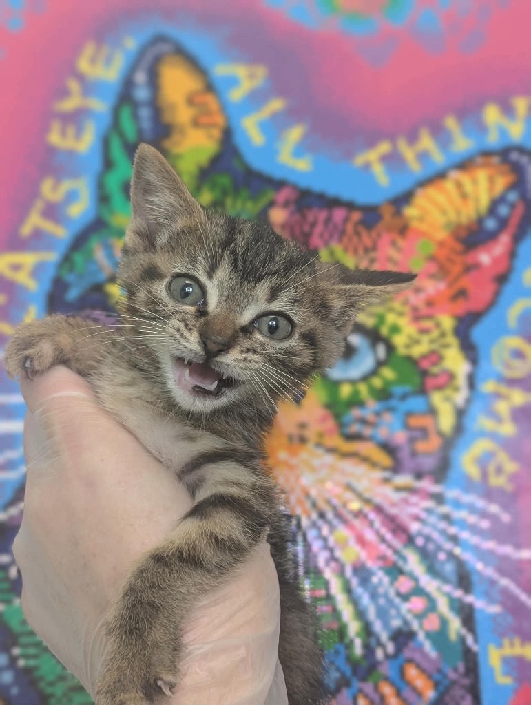 Shelter Stray Female Cat last seen Bexar County, New Braunfels, TX 78130