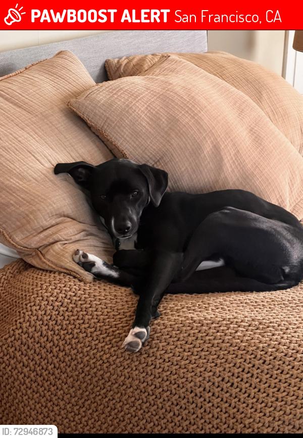 Lost Female Dog last seen Haight and Clayton, outside of Abu Salim , San Francisco, CA 94117