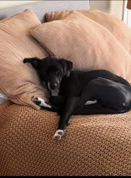 Lost Female Dog last seen Haight and Clayton, outside of Abu Salim , San Francisco, CA 94117