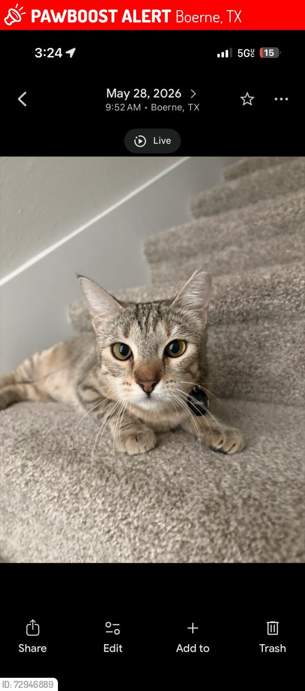 Lost Female Cat last seen River Rd, Boerne, TX 78006