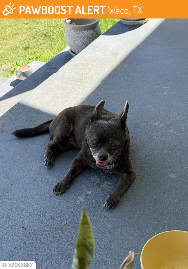 Found/Stray Female Dog last seen Near HEB, Waco, TX 76710