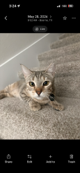 Lost Female Cat last seen River Rd, Boerne, TX 78006
