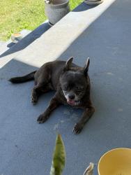 Found/Stray Female Dog last seen Near HEB, Waco, TX 76710