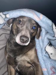 Reunited Male Dog last seen Near Dentcrest Dr, Midland, TX 79707, USA, Midland, TX 79707