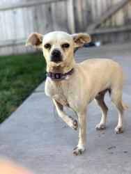 Lost Female Dog last seen Callaghan Rd ,78229, San Antonio, TX 78229