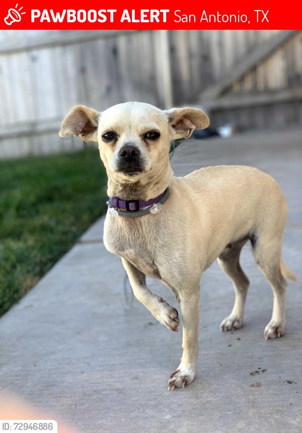 Lost Female Dog last seen Callaghan Rd ,78229, San Antonio, TX 78229