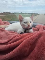 Reunited Male Cat last seen Commonwealth stadium, Edmonton, AB T5H 1V4