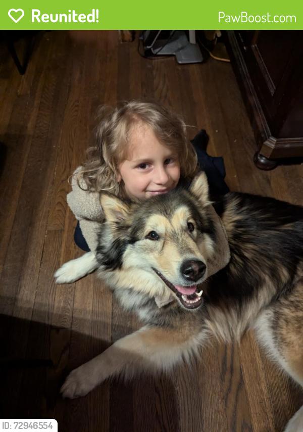 Reunited Female Dog last seen Amherst rd , Erie, PA 16506
