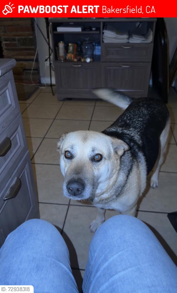 Lost Female Dog last seen S H St, Bakersfield, CA 93304