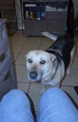 Lost Female Dog last seen S H St, Bakersfield, CA 93304