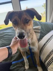 Found/Stray Male Dog last seen Stripes Gas Station, McAllen, TX 78501