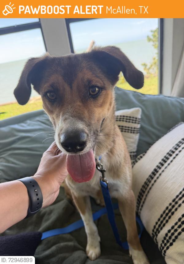 Found/Stray Male Dog last seen Stripes Gas Station, McAllen, TX 78501