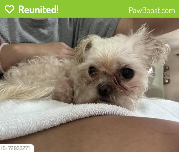 Reunited Female Dog last seen Near ravinia and wright , Dallas, TX 75211