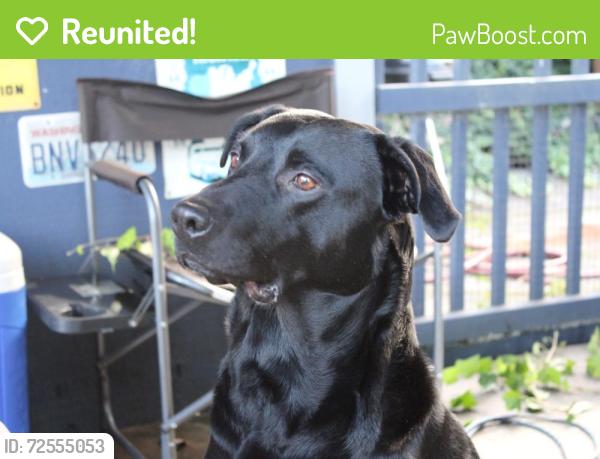 Reunited Male Dog last seen Near S Thompson Ave, Tacoma, WA 98408, USA, Tacoma, WA 98408