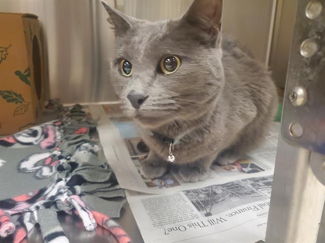 Shelter Stray Female Cat last seen BELLEFONTAINE NEIGHBORS,63134, Olivette, MO 63132