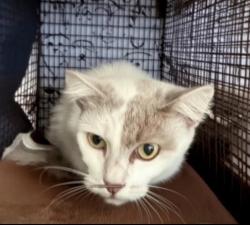 Shelter Stray Female Cat last seen , San Pedro, CA 90731