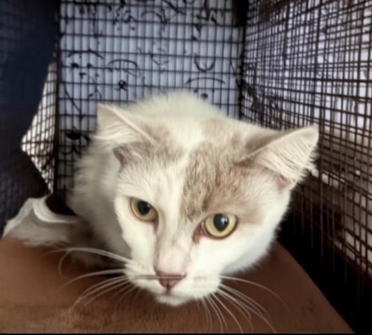 Shelter Stray Female Cat last seen , San Pedro, CA 90731