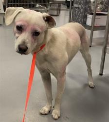 Shelter Stray Male Dog last seen Near BLOCK DOVE CT, SAN JACINTO CA 92582, San Jacinto, CA 92582