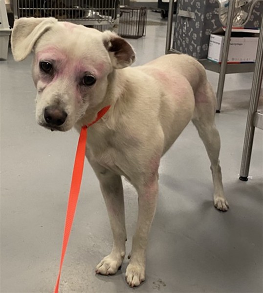 Shelter Stray Male Dog last seen Near BLOCK DOVE CT, SAN JACINTO CA 92582, San Jacinto, CA 92582