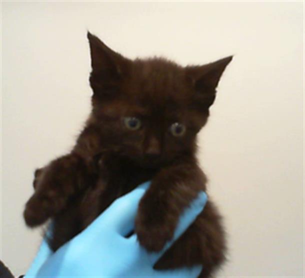 Shelter Stray Female Cat last seen CHARLOTTE, 8315 Byrum Dr, Charlotte, NC 28217, USA