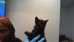 Shelter Stray Male Cat last seen CHARLOTTE, Charlotte, NC 28217