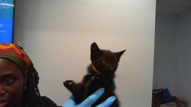 Shelter Stray Male Cat last seen CHARLOTTE, Charlotte, NC 28217