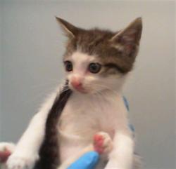 Shelter Stray Female Cat last seen CHARLOTTE, 8315 Byrum Dr, Charlotte, NC 28217, USA