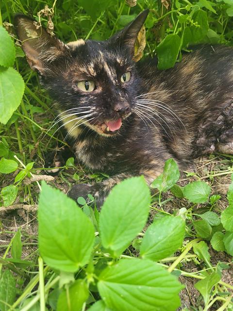 Shelter Stray Female Cat last seen Near BLOCK TRAP ROCK, San Antonio, TX 78227