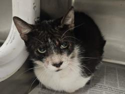 Shelter Stray Male Cat last seen , Los Angeles, CA 91405