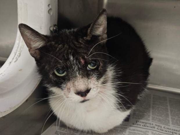 Shelter Stray Male Cat last seen , Los Angeles, CA 91405