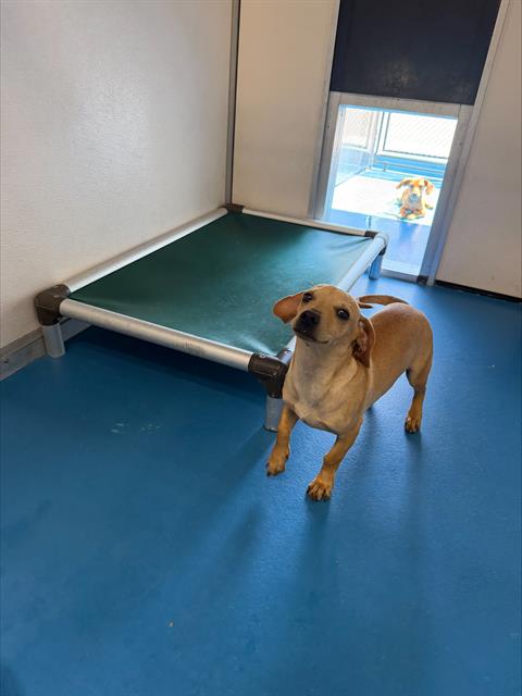 Shelter Stray Male Dog last seen Near BLK S TULARE ST, BAKERSFIELD, CA, Bakersfield, CA 93307