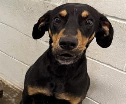 Shelter Stray Male Dog last seen OBRIEN RD / 19, GROVELAND, Deer Island, FL 32778